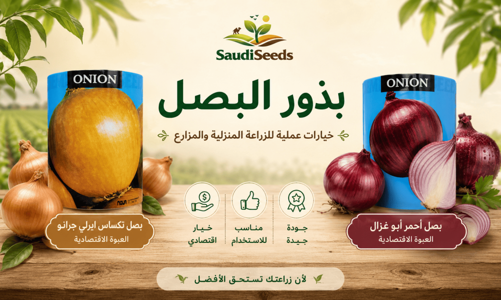 متى يزرع البصل في السعودية؟ الأحمر والأصفر والأخضر
