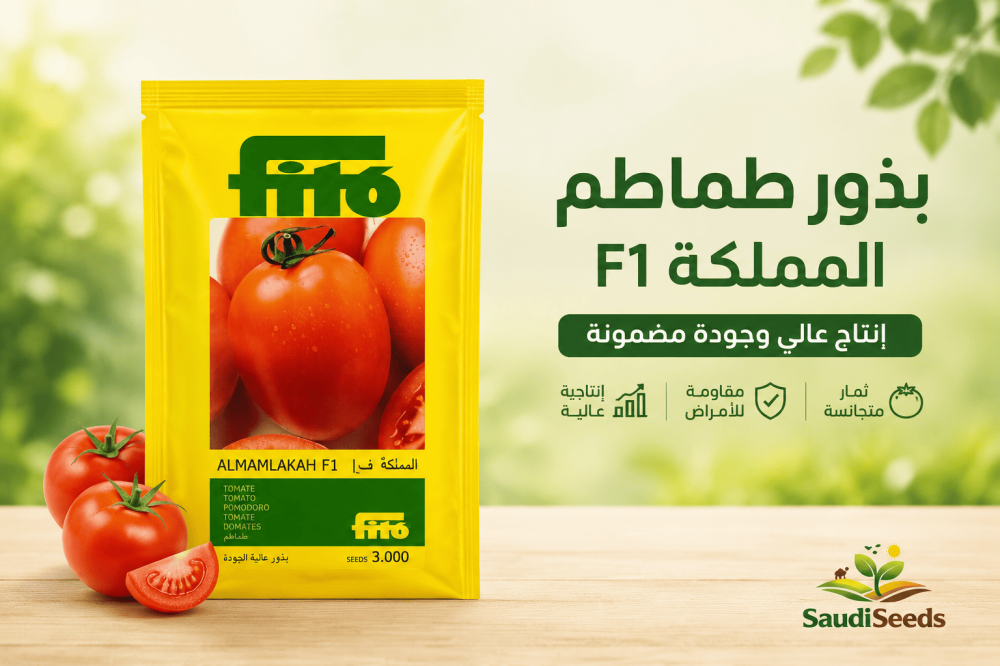 هل يمكن زراعة الطماطم في الصيف؟