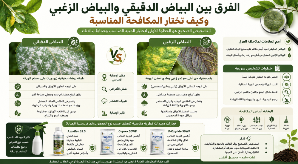 الفرق بين البياض الدقيقي والبياض الزغبي وكيف تختار المكافحة المناسبة