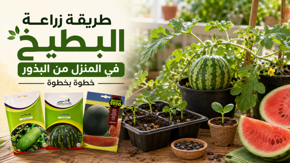 طريقة زراعة البطيخ في المنزل من البذور خطوة بخطوة