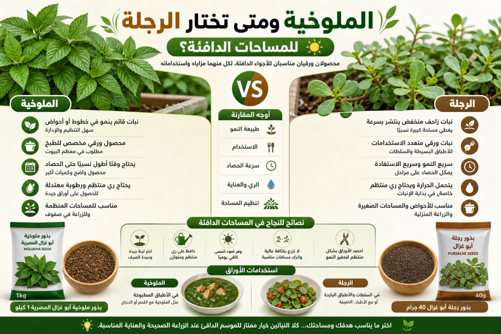الفرق بين الملوخية والرجلة في الزراعة ومتى تختار كل نوع
