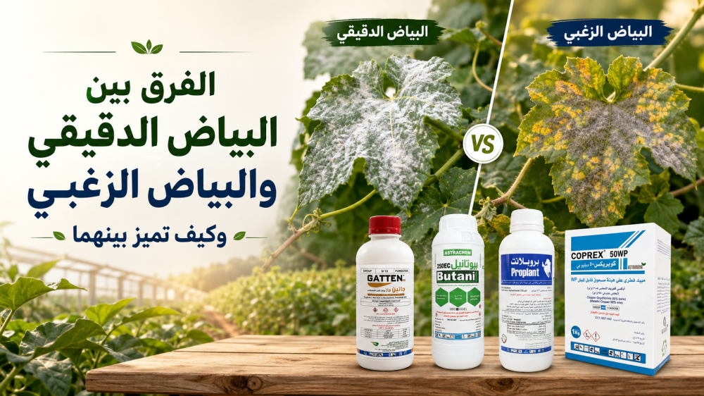 الفرق بين البياض الدقيقي والبياض الزغبي وكيف تميز بينهما