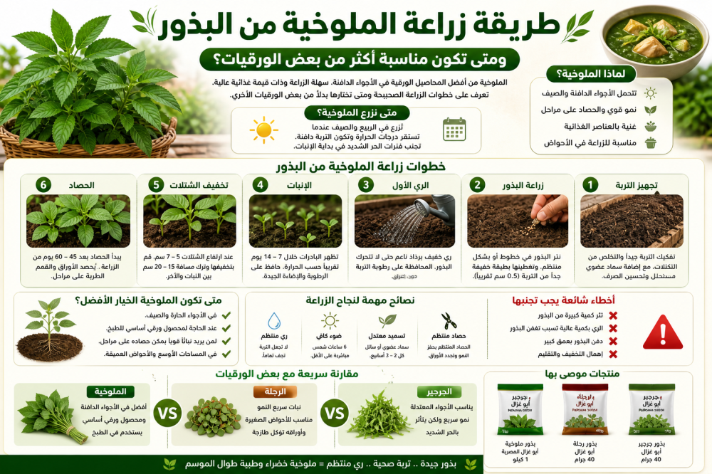 طريقة زراعة الملوخية من البذور ومتى تختارها صيفًا