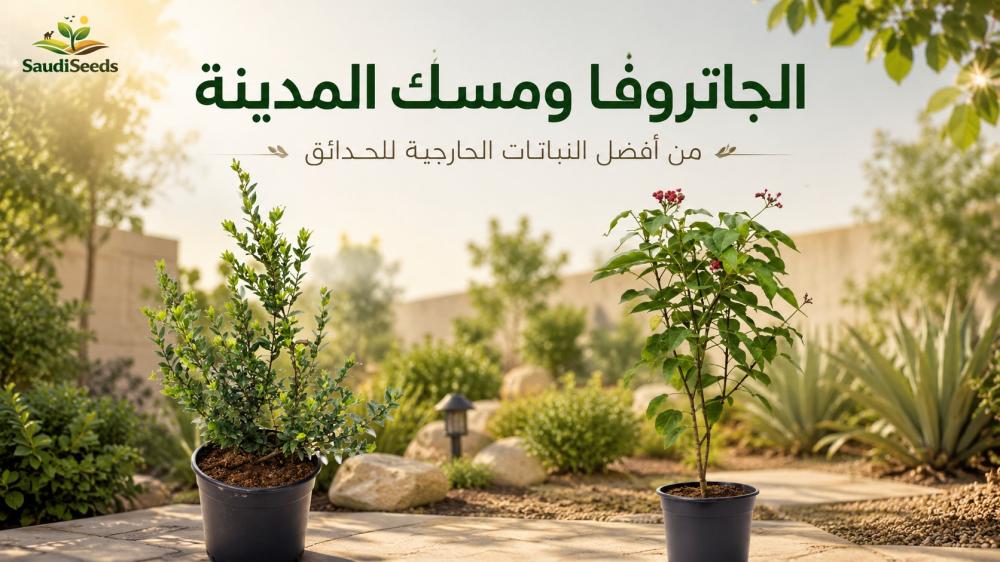 الجاتروفا ومسك المدينة: من أفضل النباتات الخارجية للحدائق