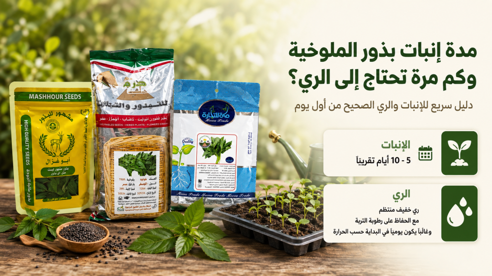 مدة إنبات بذور الملوخية وكم مرة تحتاج إلى الري؟