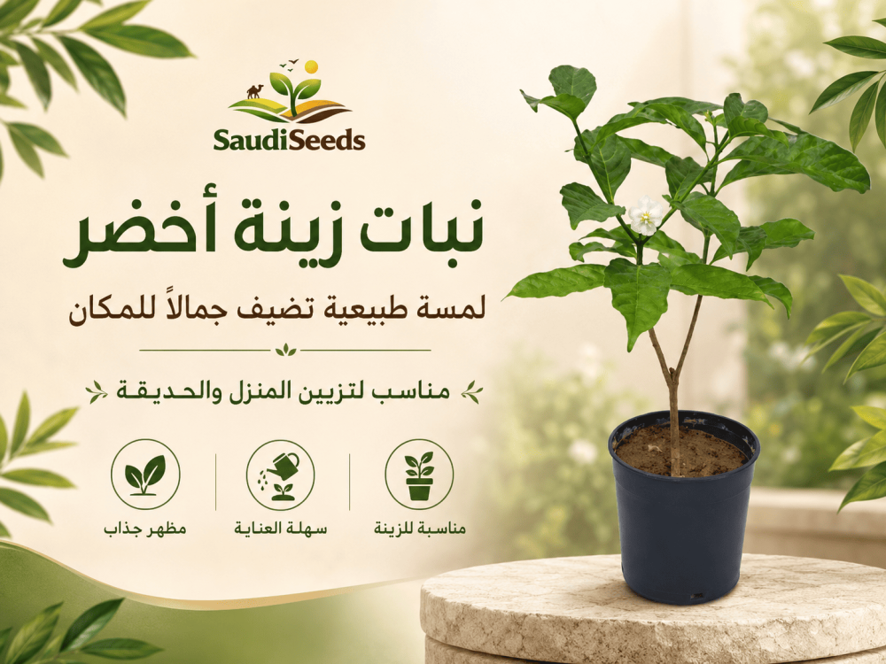 هل تحتاج الجاردينيا للشمس وكم ساعة ضوء تناسبها؟