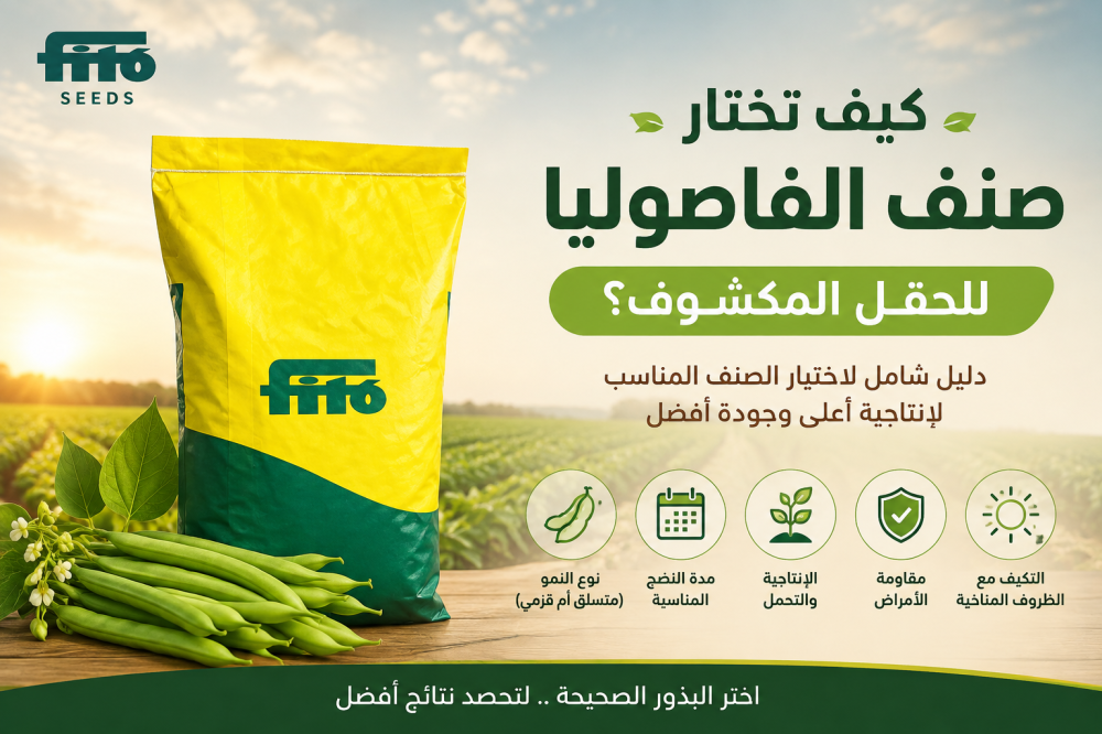 كيف تختار صنف الفاصوليا للحقل المكشوف؟