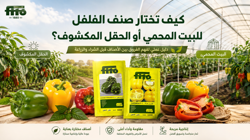كيف تختار صنف الفلفل للبيت المحمي أو الحقل المكشوف؟
