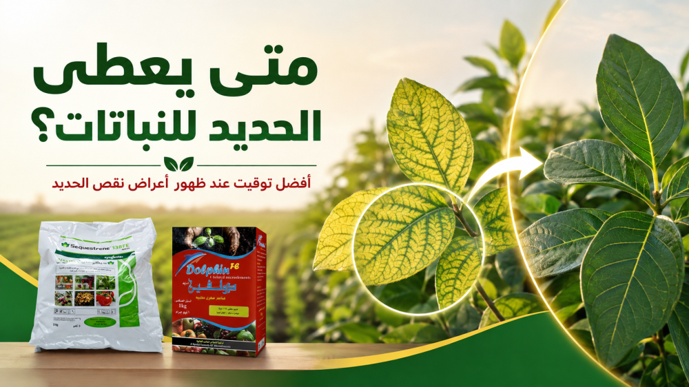 متى يعطى الحديد للنباتات