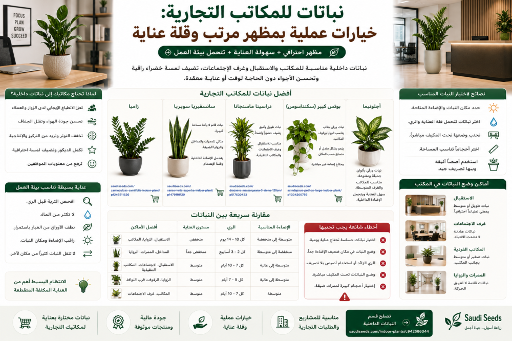 نباتات للمكاتب التجارية: خيارات عملية بمظهر مرتب وقلة عناية