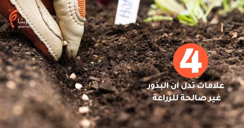 تخزين البذور