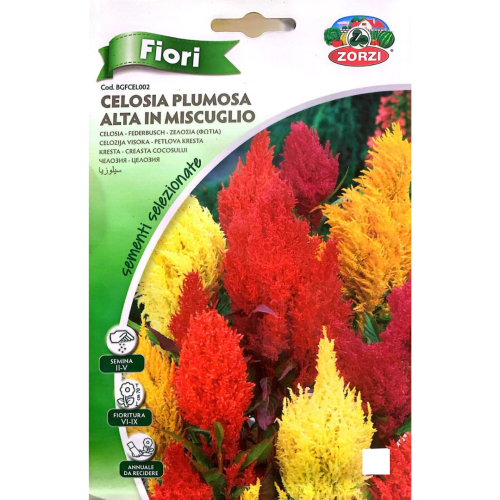 سيلوزيا Celosia