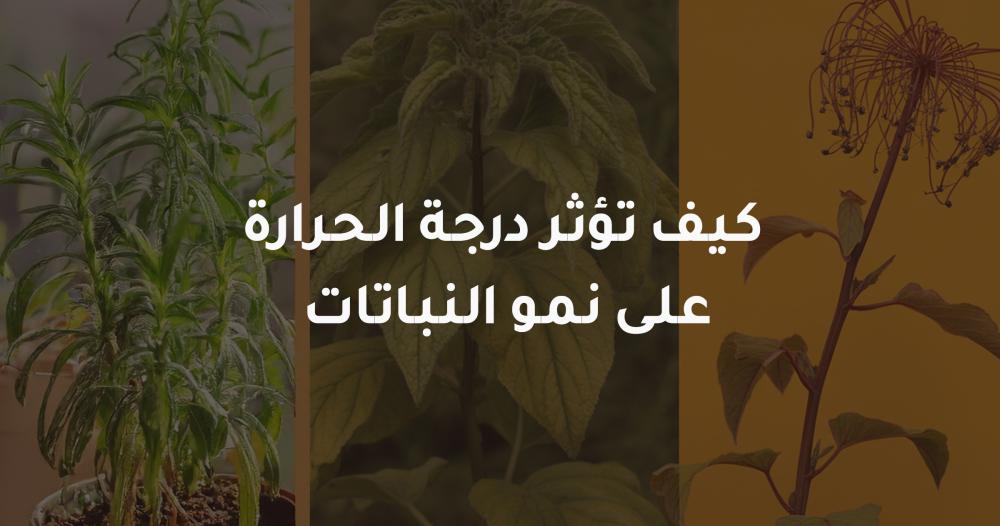 نمو النباتات