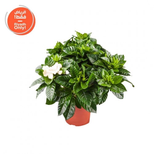 جاردينيا Gardenia