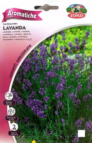 لاڤندر Lavender