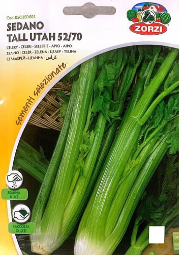 كرفس Celery