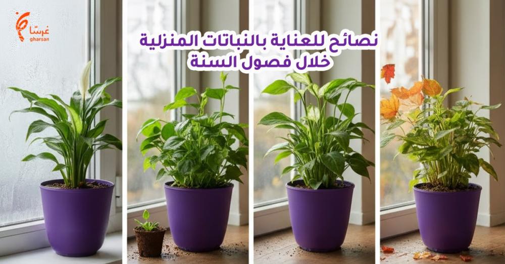 العناية بالنباتات المنزلية