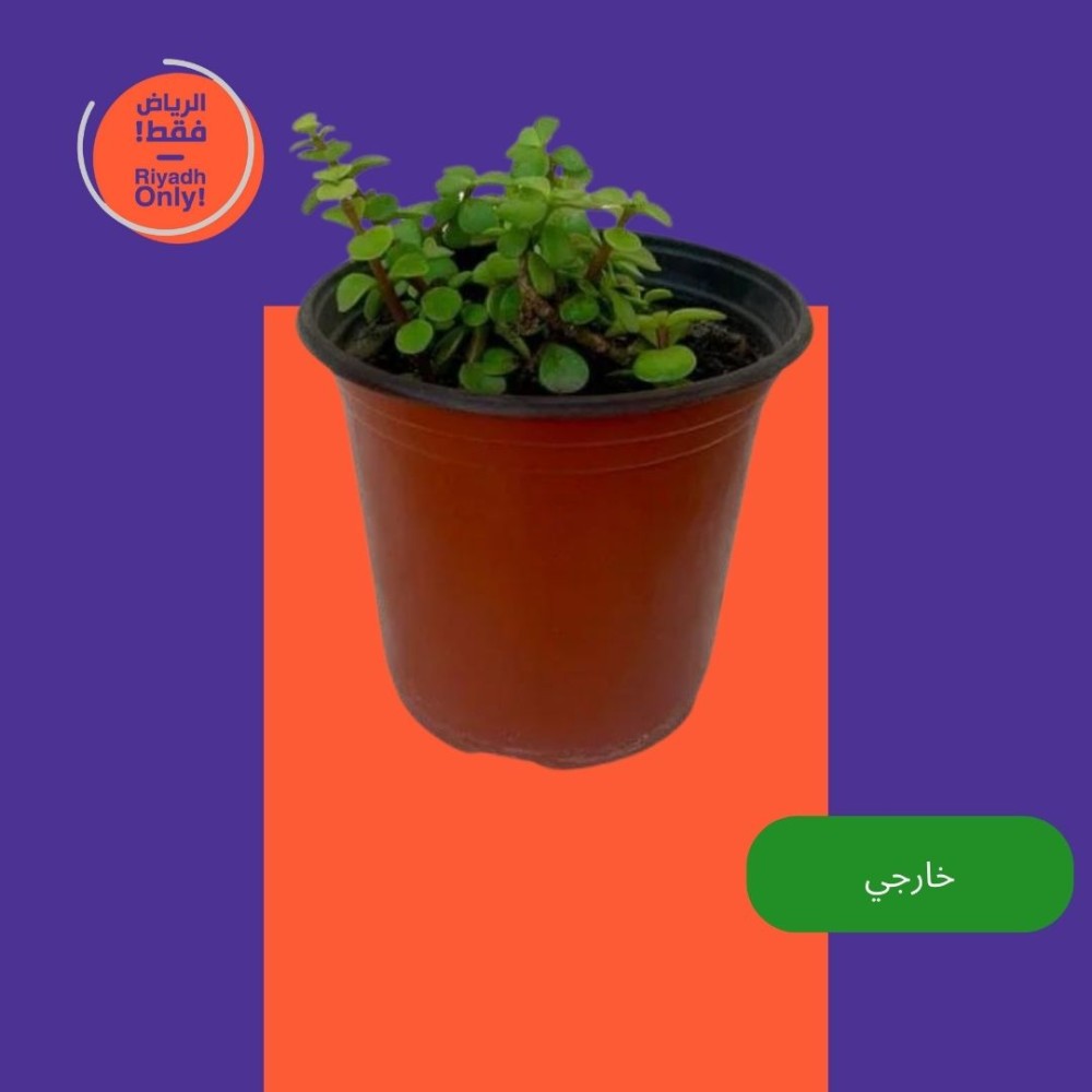 رجلة الصبار او صبار الترمس
