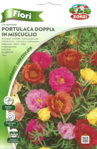رجلة Moss Rose