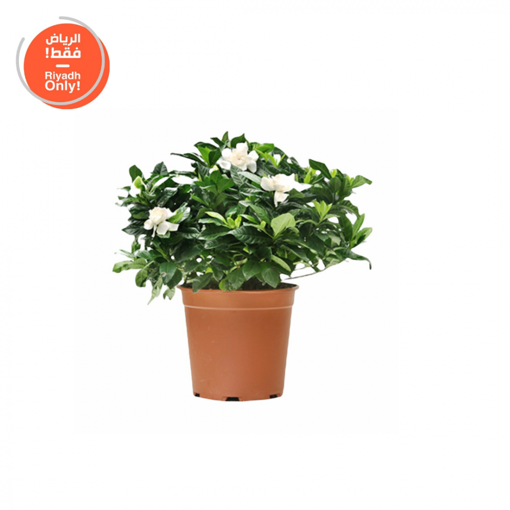 جاردينيا  Gardenia