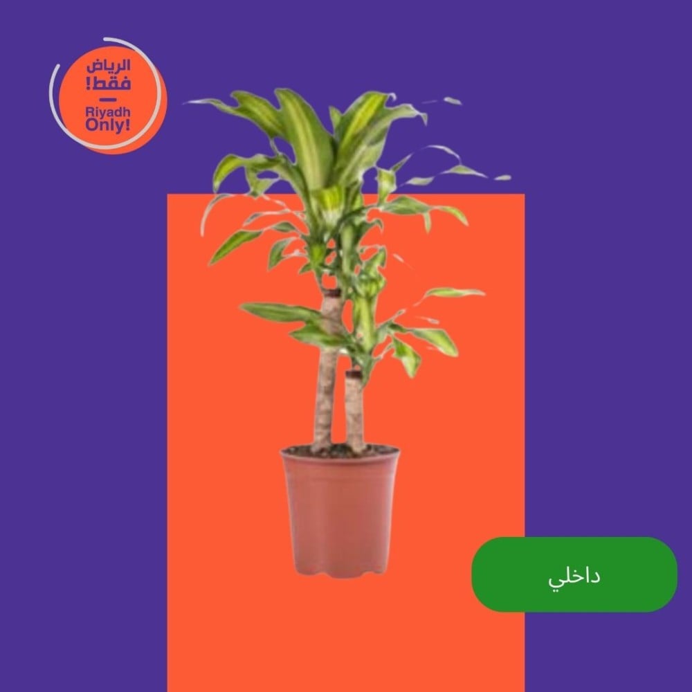 دراسينا ( Dracaena massangeana)
