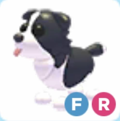 FR BORDER COLLIE