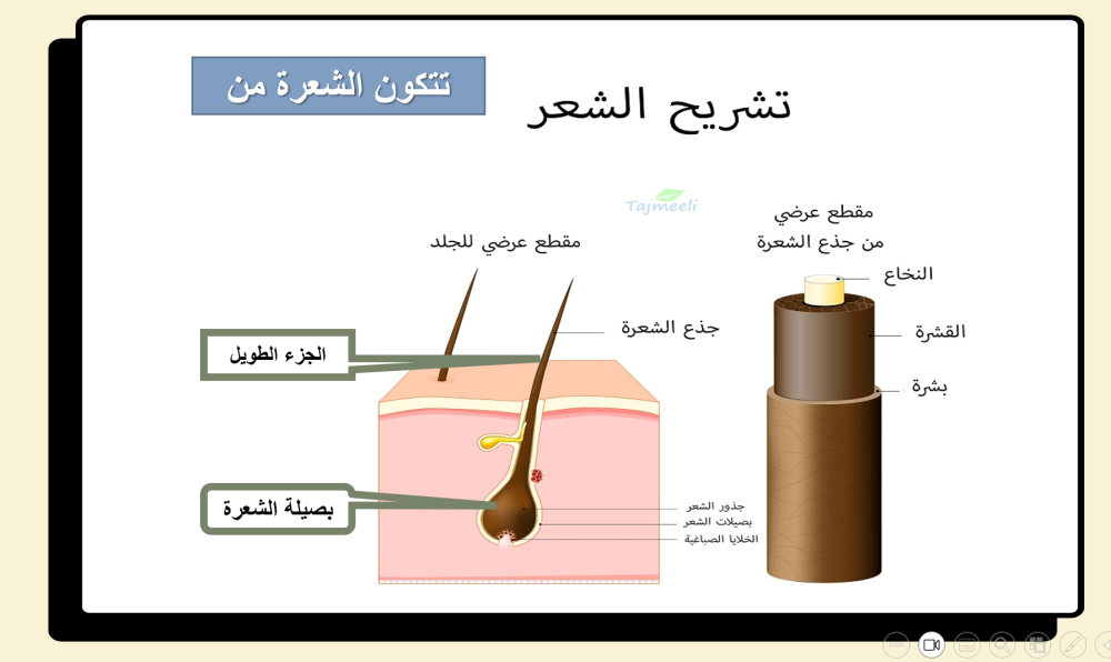 رابع ابتدائي المهارات الحياتية والتربية الأسرية الفصل الدراسي الاول