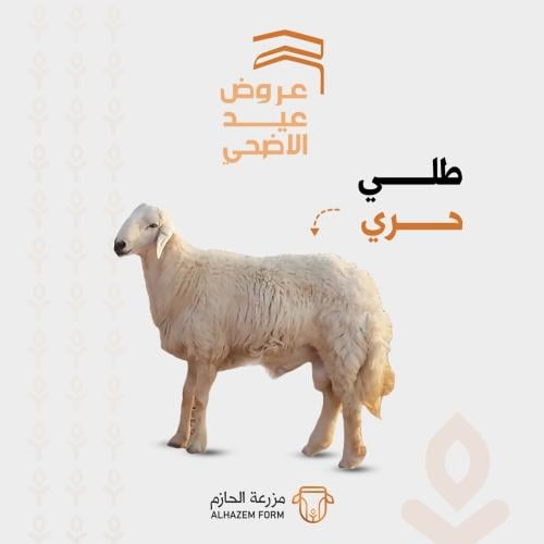 طلي حري - صغير