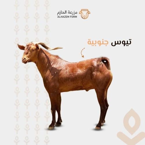 تيس جنوبي صغير