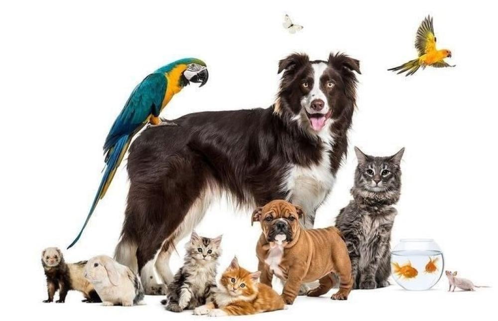 Various information about pets