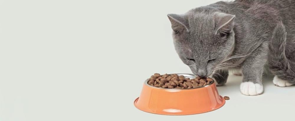 How to choose food suitable for your cat's age?