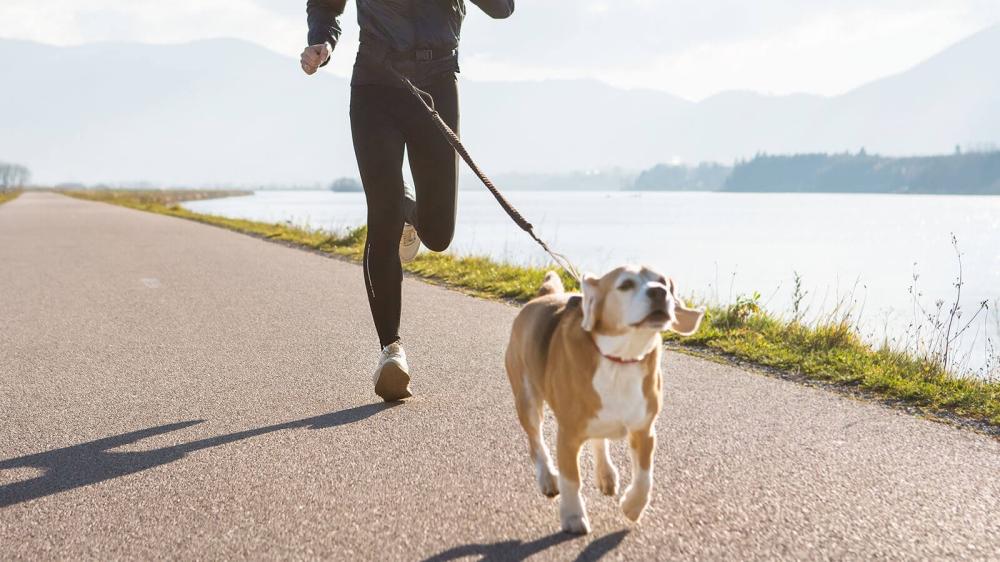 Dog walking and its benefits for physical and mental health
