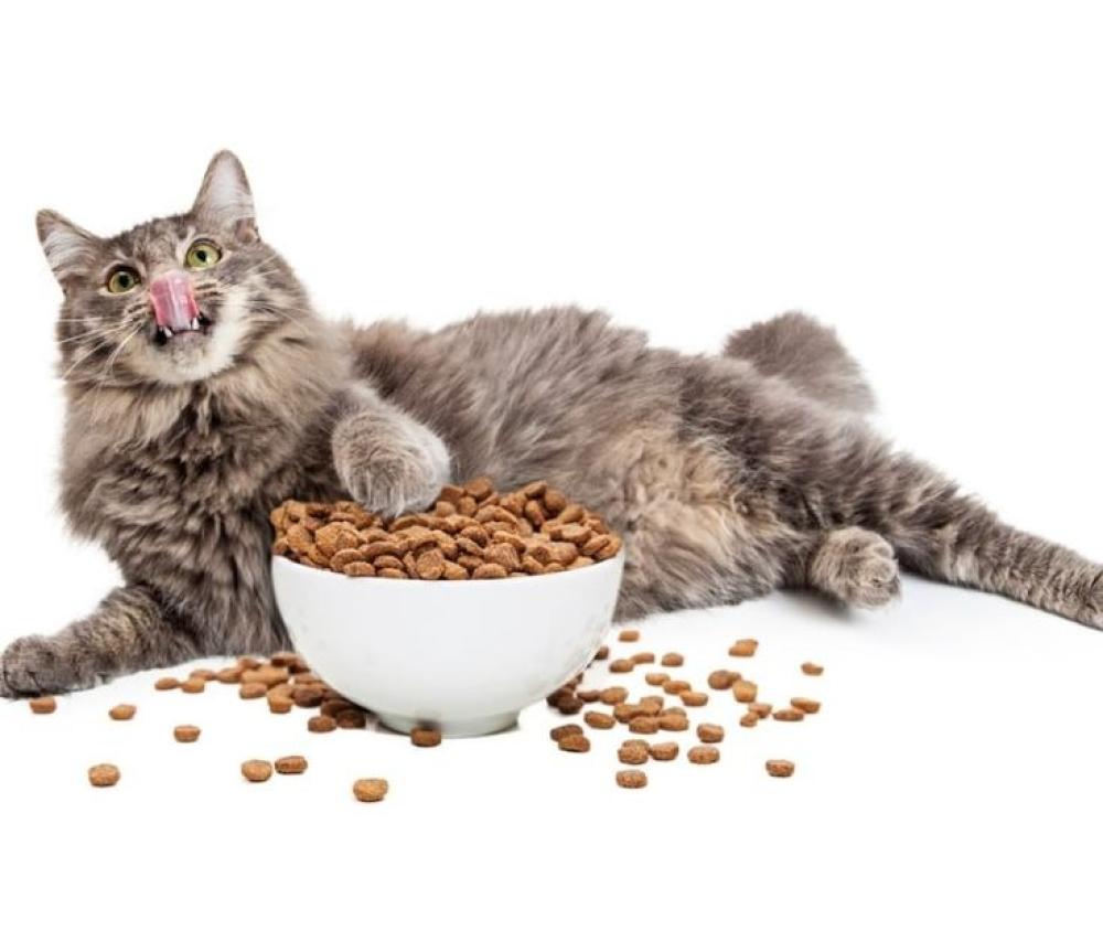 الحفاظ على وزن القط: دليل عملي لصحة أفضل