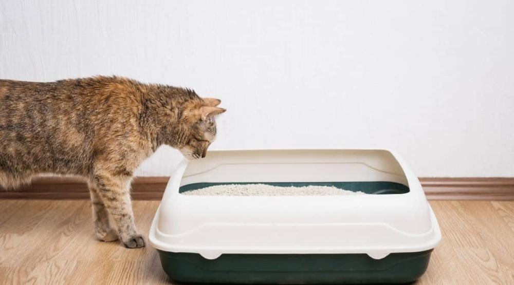 How do you train your cat to use the litter box?