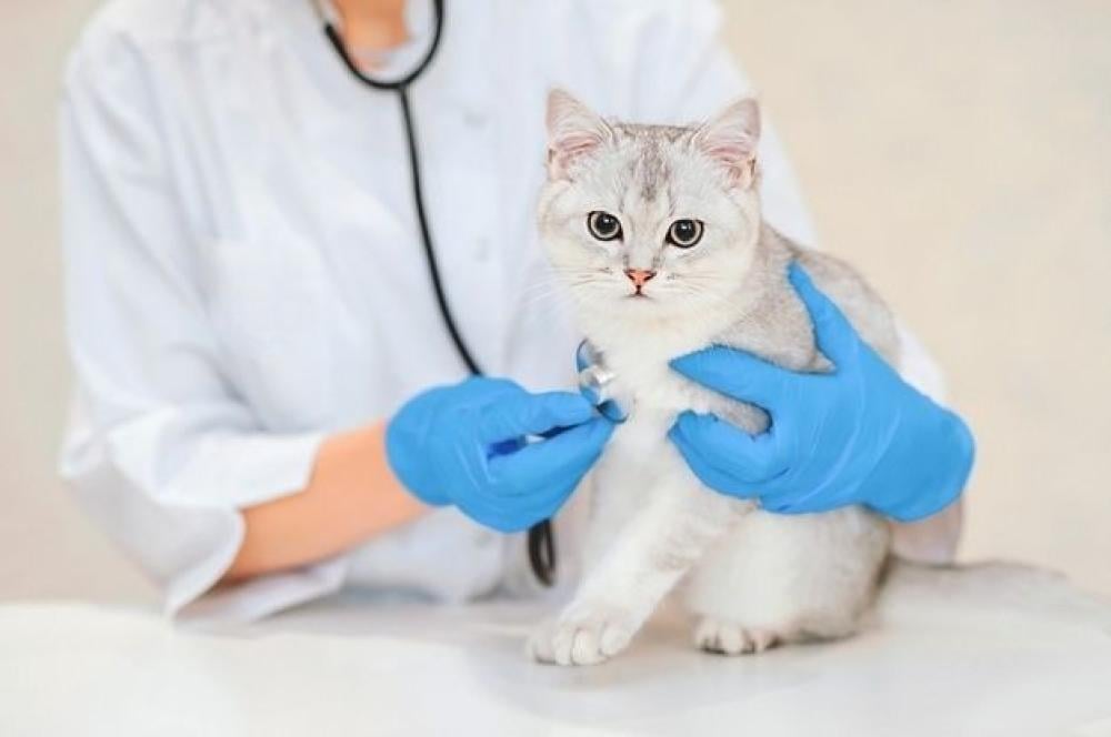 The process of sterilizing female cats and castrating males