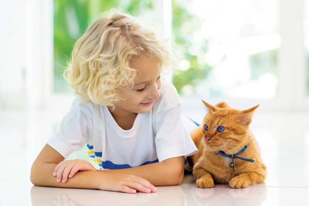 Why are cats beneficial to human health and psychology?