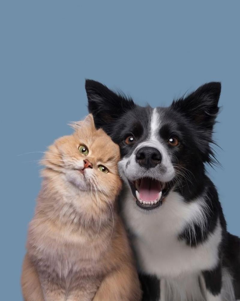 الفرق بين الذكور والاناث عند القطط والكلاب