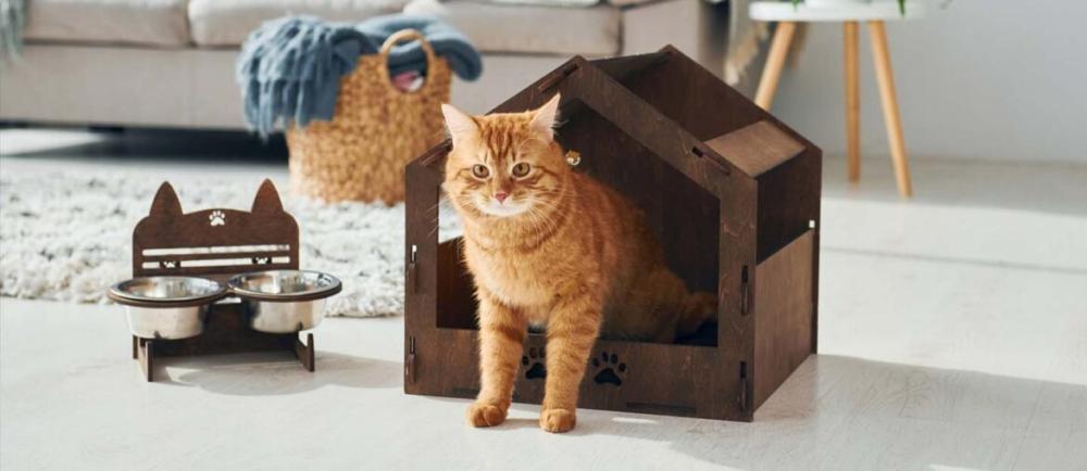 New Cat Breeder Basics