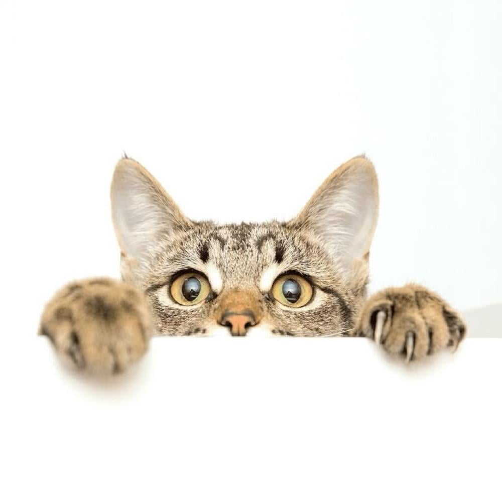 دليل وطرق اختيار افضل المستلزمات للقطط