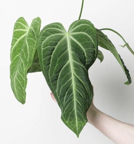 Anthurium Villenaorum - أنثوريوم فيلينوروم