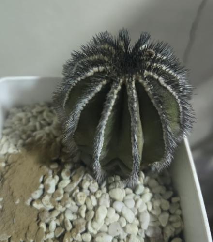 Uebelmannia pectinifera – يوبلمانيا بكتينيفيرا