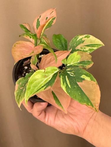 Syngonium Red Spot Tricolor- سينجونيوم ثلاثية الأل...