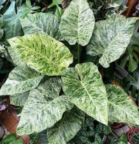Philodendron Giganteum Variegated – فيلوديندرون جيغانتيوم فرقيتد