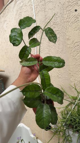 هويا فيلوسا - Hoya Villosa