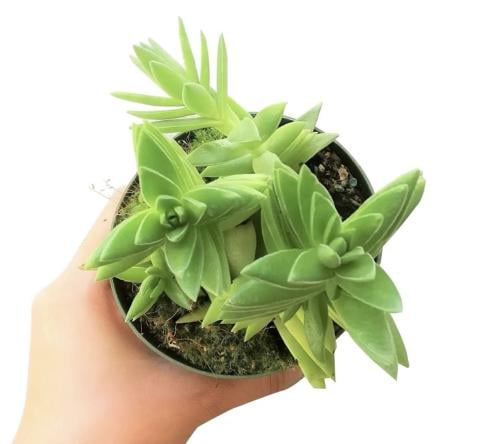 كراسولا بيرفوراتا ‘بنهويك باس Crassula perforata ‘Penhoek Pass’