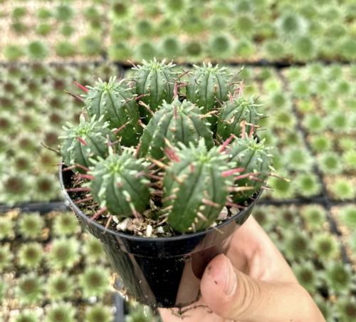 Euphorbia ferox Clusters – يوفوربيا فيروكس العنقودية