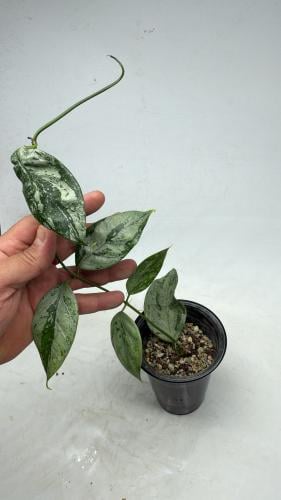 Hoya coriacea Silver