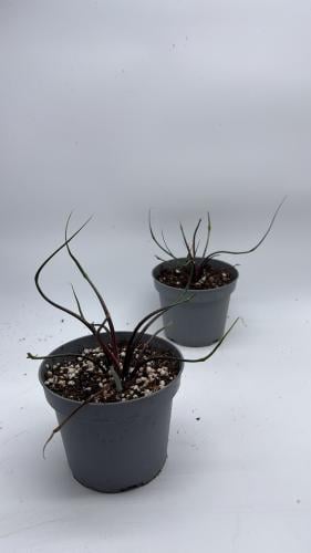 Alocasia Flying Squid - ألوكاسيا الحبار الطائر