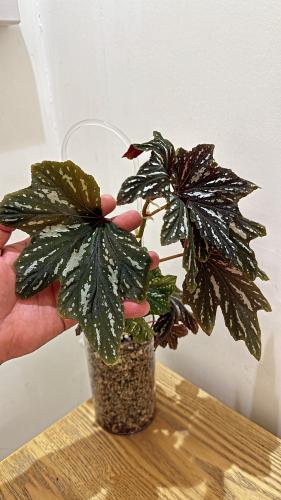 Begonia Sophie Cecile - بيجونيا صوفي سيسيل