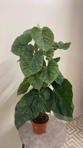Philodendron Majestic - فيلوديندرون مجاستيك